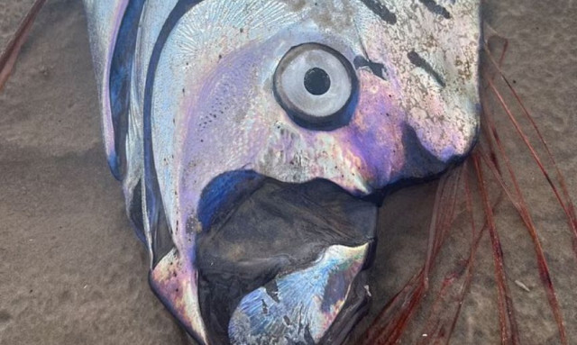 «Προάγγελος της καταστροφής»: Ξεβράστηκε  το ψάρι που «δείχνει» πώς έρχεται μεγάλος σεισμός