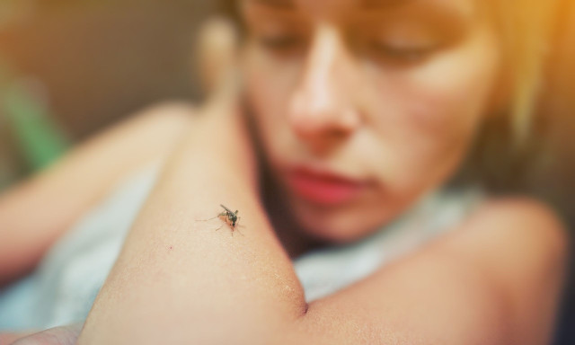 Ποια ομάδα αίματος προτιμούν τα κουνούπια