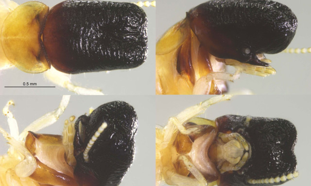 «Δεν μοιάζει με τίποτα απ όσα είδαμε έως τώρα»: Παράξενο νέο έντομο εκπλήσσει τους επιστήμονες