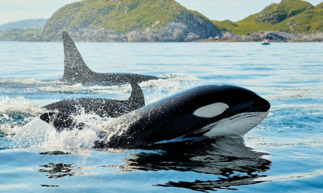 Η ανατριχιαστική στιγμή που μια φάλαινα όρκα μιμείται την ανθρώπινη ομιλία