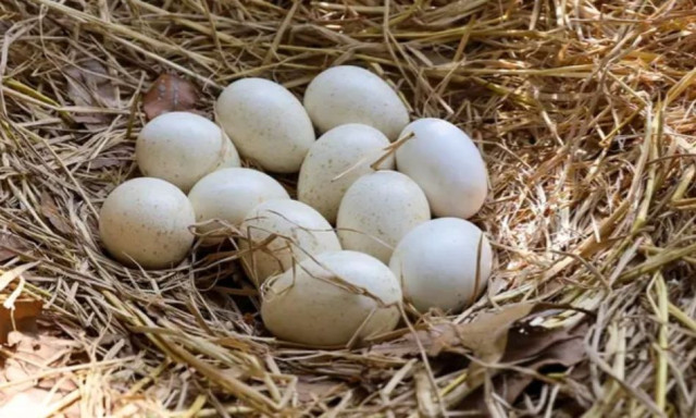 Ο απίστευτος λόγος για τον οποίο δεν τρώμε τα αυγά της γαλοπούλας