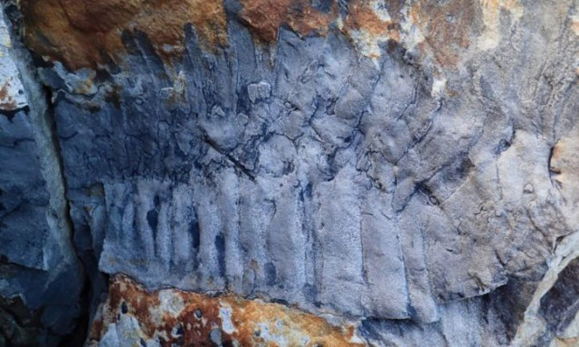 Το γιγάντιο πλάσμα που ζούσε πριν από 300 εκατομμύρια χρόνια και κυριαρχούσε πριν τους δεινοσαύρους