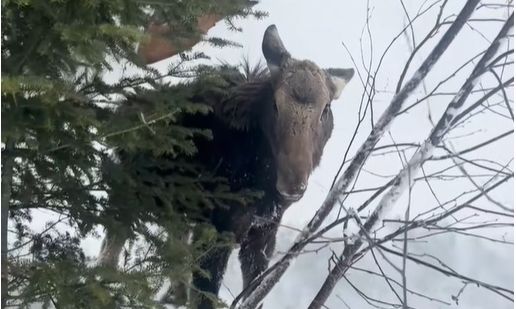 ΗΠΑ: Μια παρέα από snowmobilers έγινε σωτήρας μιας νεαρής θηλυκής άλκης