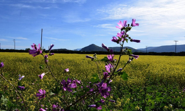 Ανοιξιάτικος ο καιρός μέχρι την Τρίτη – Πότε θα έρθει η «χειμωνιάτικη κατεβασιά»