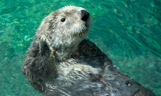 ΗΠΑ: Τα «φλεγόμενα» ποτάμια καθάρισαν και οι ενυδρίδες επέστρεψαν στο σπίτι τους