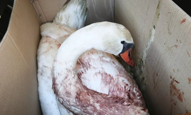 Ήπειρος: Πυροβόλησαν κύκνο στη λιμνοθάλασσα Κορωνησίας - Επιχείρηση διάσωσης του πτηνού