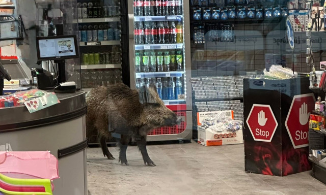 Βερολίνο: Αγριογούρουνο έκανε... βόλτα σε εμπορικό κέντρο - Το έδιωξαν αστυνομικοί με ασπίδες