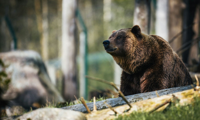 Viral η παιχνιδιάρα αρκούδα - Μόλις ξύπνησε από χειμερία νάρκη