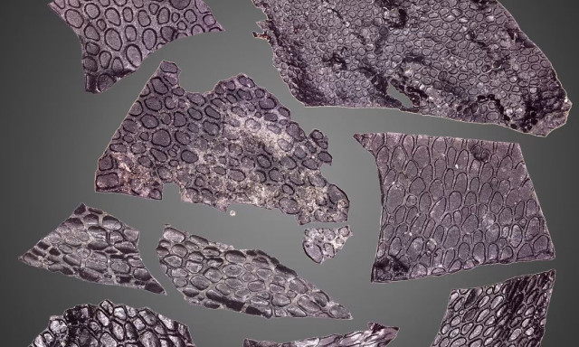 Επιστήμονες ανακάλυψαν το αρχαιότερο γνωστό απολιθωμένο δέρμα στον κόσμο