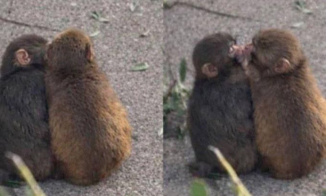 Ιαπωνία: Ο μικρός πίθηκος Punch δεν είναι πια μόνος - Βρήκε τη σύντροφό του, παίζουν και φιλιούνται
