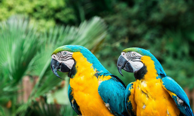 Πώς οι παπαγάλοι μπορούν να μιλούν σαν τους ανθρώπους: Eπιστήμονες εξηγούν