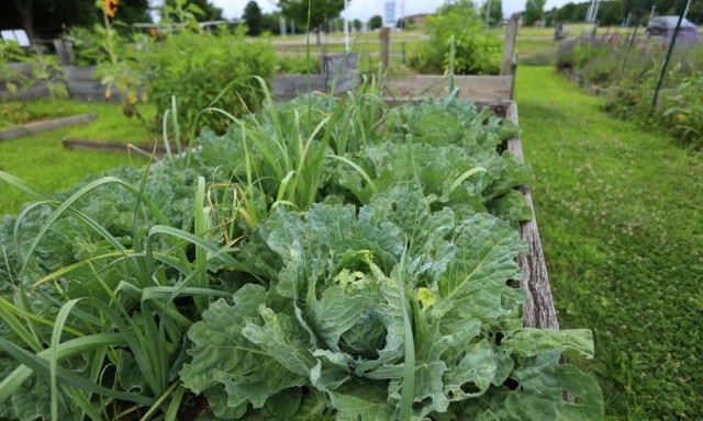 Οι επιστήμονες ανακαλύπτουν την αόρατη «γλώσσα των αρωμάτων» των φυτών