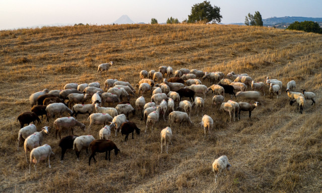 Αφθώδης πυρετός: Τί είναι, πώς μεταδίδεται στα ζώα και ποια μέτρα ελήφθησαν