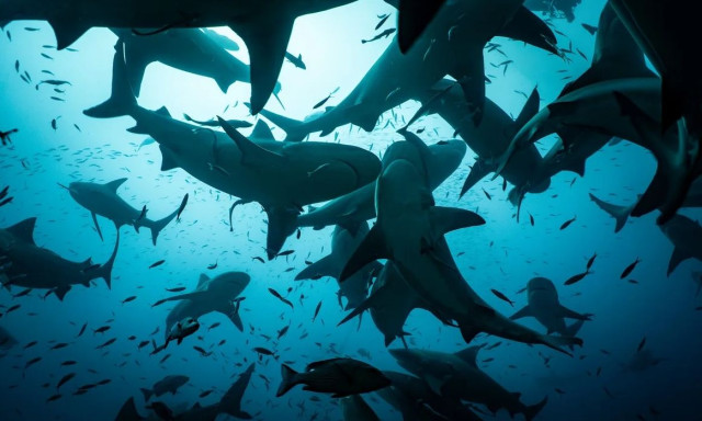 Ταυροκαρχαρίας: Κι όμως, ο πιο επιθετικός καρχαρίας του ωκεανού μπορεί να κάνει φίλους