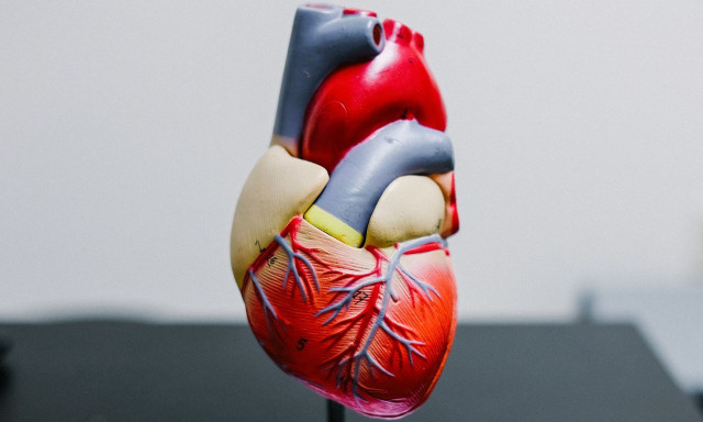 Θεραπεία RNA θα μπορούσε να βοηθήσει την καρδιά να επιδιορθωθεί μόνη της