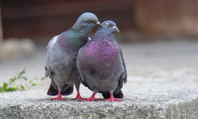 Ο λόγος που κανένας δεν έχει δει ποτέ μωρό περιστέρι: Οι θεωρίες συνωμοσίας και η πραγματικότητα