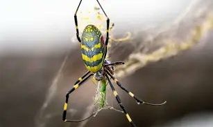 Περιβαλλοντικός συναγερμός για γιγάντια ασιατική αράχνη που εισβάλλει στις ΗΠΑ