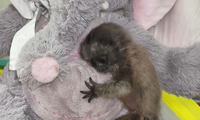 Κολομβία: Καταφύγιο ζώων φροντίζει μωρό πίθηκο που βρέθηκε εγκαταλελειμμένο