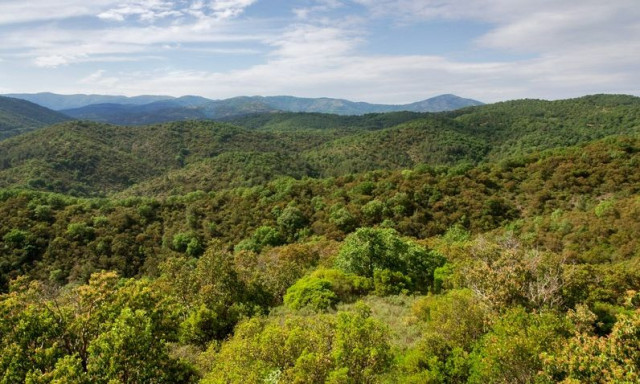 Δάσος Δαδιάς: Έριξαν δηλητηριασμένα δολώματα – Νεκροί μαυρόγυπες, κίνδυνος και για άλλα είδη
