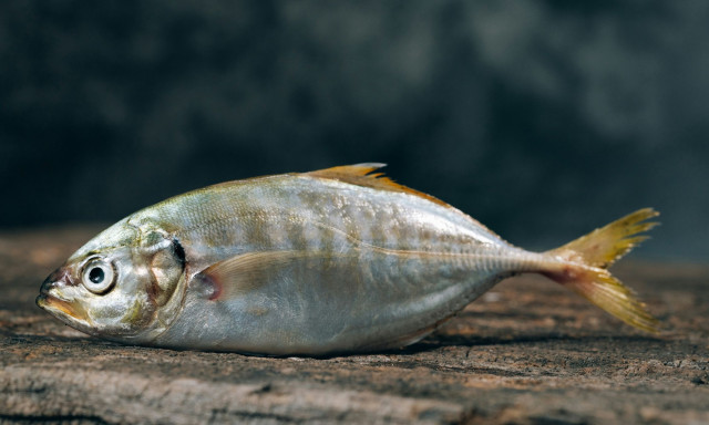 Κλιματική αλλαγή: Γιατί τα ψάρια ολοένα και μικραίνουν;