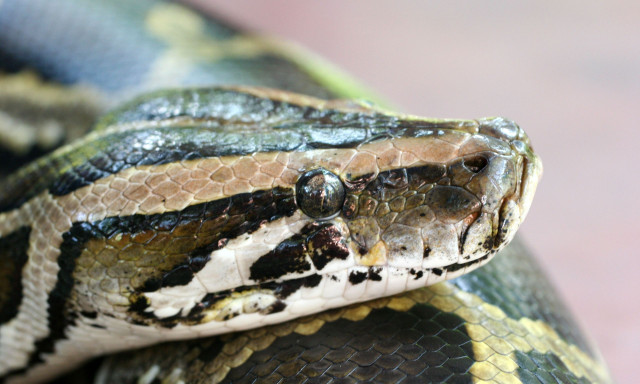 Μόριο αίματος από πύθωνες γίνεται φάρμακο απώλειας βάρους χωρίς τις παρενέργειες των GLP-1