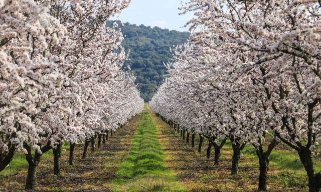Ανθισμένες αμυγδαλιές στη Λάρισα: Όταν ο ερχομός της Άνοιξης συναντά τον μύθο και την ποίηση