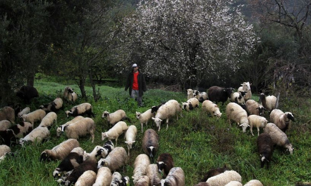 Αποζημιώσεις στο πλαίσιο εφαρμογής των μέτρων κατά της διασποράς του αφθώδους πυρετού