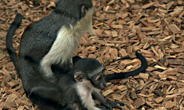 Γεννήθηκε ένας από τους σπανιότερους πιθήκους στον κόσμο