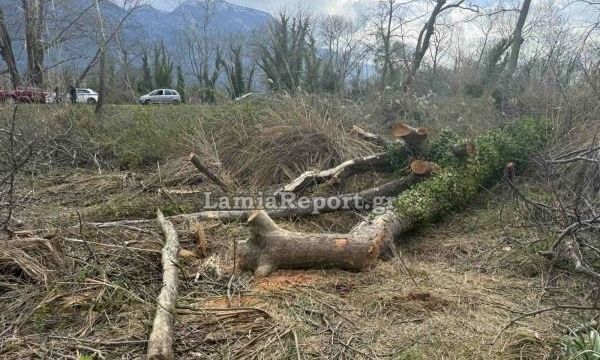 Τραγωδία στη Λαμία: Νεκρός άνδρας που καταπλακώθηκε από δέντρο