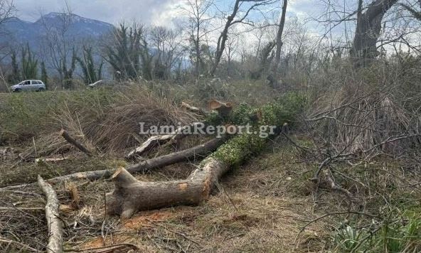 Δέντρο καταπλάκωσε και σκότωσε 68χρονο στην Υπάτη μπροστά στα μάτια της συζύγου του