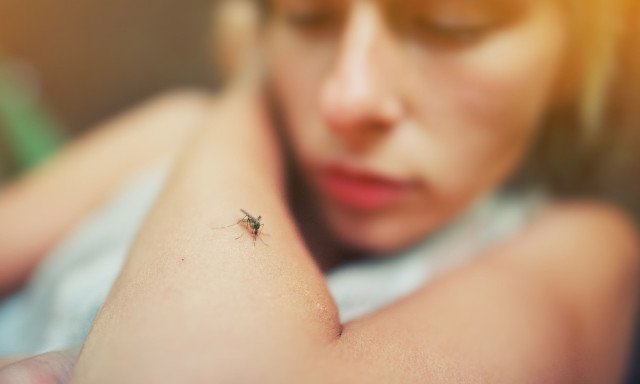 Οι επιστήμονες ανακάλυψαν τον μηχανισμό με τον οποίο τα κουνούπια βρίσκουν τους ανθρώπους