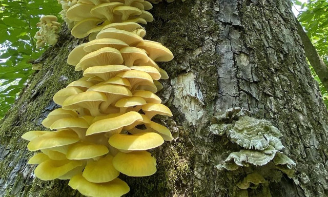 Το μανιτάρι «χρυσός δολοφόνος» δραπέτευσε και καταστρέφει τα δάση της Βόρειας Αμερικής 