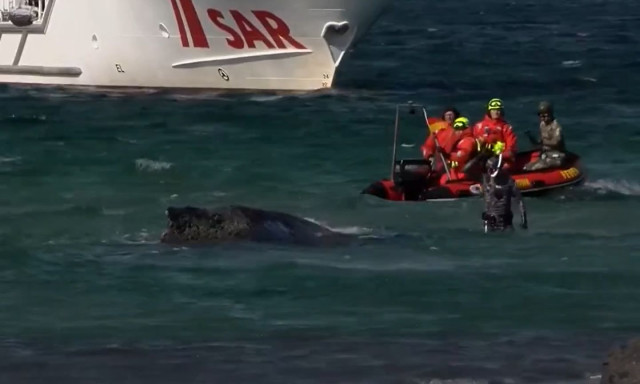 Γερμανία: Διασώστες δίνουν «μάχη» με τον χρόνο για να σώσουν φάλαινα που ξεβράστηκε στην ακτή