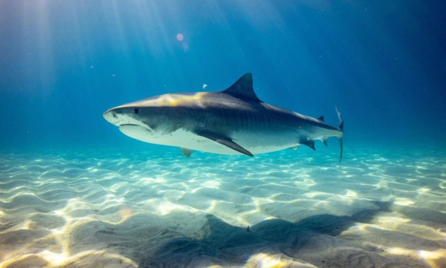Καρχαρίες γεμάτοι με κοκαΐνη και καφεΐνη: Τι βρήκαν οι επιστήμονες σε τουριστικό «παράδεισο»
