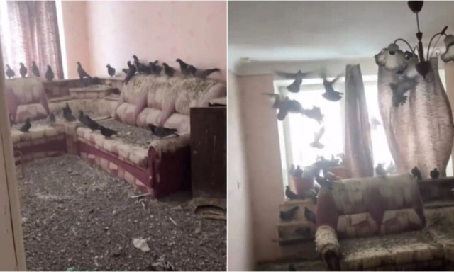 Ρώσος άφησε το παράθυρο ανοιχτό για 3 χρόνια και το διαμέρισμά του έγινε αποικία περιστεριών