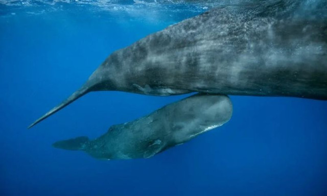 Συγκλονίζει το βίντεο από τη γέννα φάλαινας: Η νέα... μαμά είχε πολλούς βοηθούς, λένε οι επιστήμονες