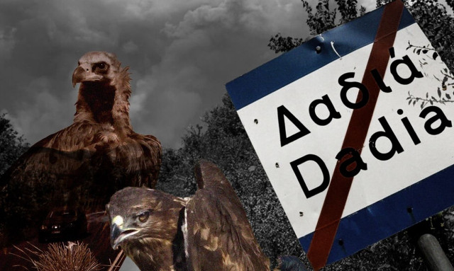 Δάσος της Δαδιάς: Από την οικολογική καταστροφή του 2023 στη δηλητηρίαση του μαυρόγυπα