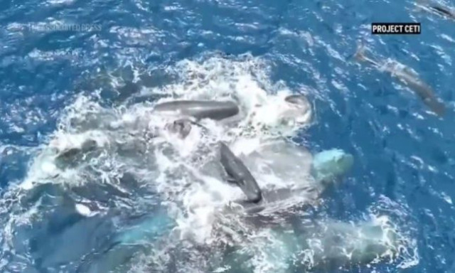 Μοναδικό στιγμιότυπο: Πώς θηλυκές φάλαινες βοηθούν στον τοκετό και στηρίζουν το νεογέννητο