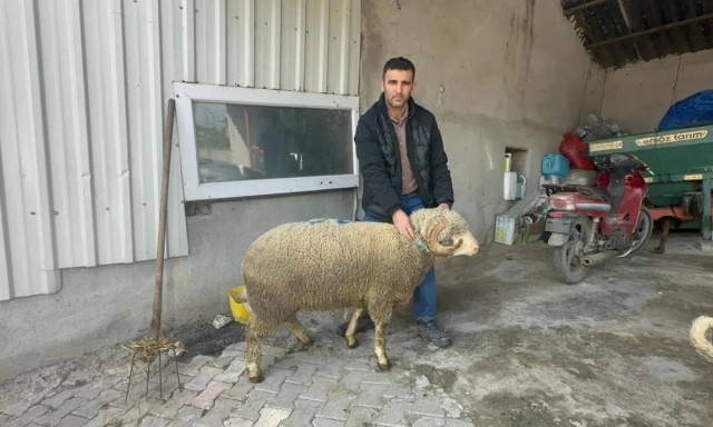 Κριάρι «πρωταθλητής» στην Τουρκία: «Εξαντλήθηκαν» οι παραγγελίες για τους... απογόνους του