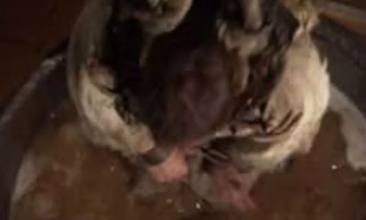 Η χειρότερη εκτέλεση στην ιστορία - Θάνατος δια βρασμού για τον σεφ που δηλητηρίασε το δείπνο