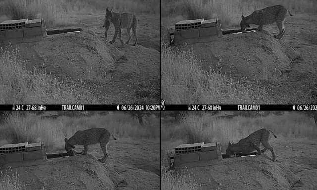 Οι επιστήμονες κατέγραψαν ιβηρικό λύγκα να... πλένει το θήραμά του πριν το καταναλώσει