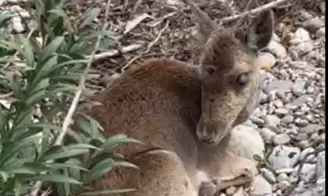 Ρόδος: Διέσωσαν τυφλή και τραυματισμένη ελαφίνα σε δύσβατη περιοχή – Συγκινητικό βίντεο