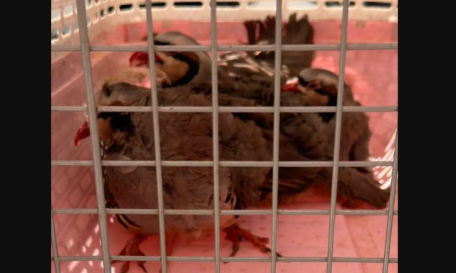 Αμπελόκηποι: Δικογραφία εις βάρος άνδρα για την παράνομη εκτροφή ζώων σε ταράτσα κτιρίου