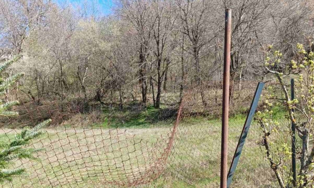 Εορδαία: Νέα επίθεση αρκούδας - Δεκάδες νεκρά πουλερικά