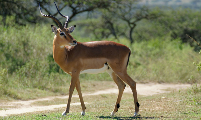 Αυστρία: Άγνωστος πυροβόλησε και σκότωσε αντιλόπη σε ζωολογικό κήπο στην Βιέννη