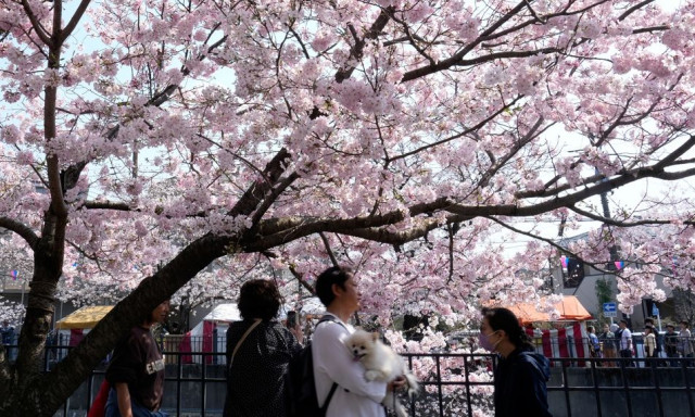 Πότε θα ανθίσουν οι κερασιές της Ιαπωνίας; Η τεχνητή νοημοσύνη έχει την απάντηση