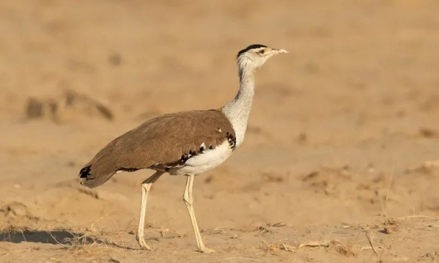Ινδία: Σπάνιο νεογέννητο πτηνό απέκτησε 50... σωματοφύλακες - Ορόσημο για τη διάσωση του είδους