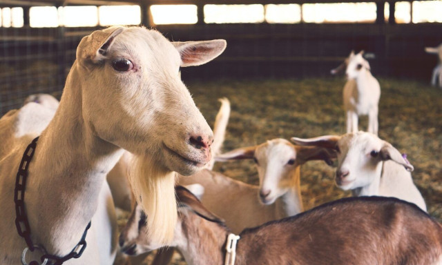 Αμπελόκηποι: Έκαναν παράνομη εκτροφή κοτόπουλων, κατσικιών και εριφίων σε ταράτσα 16οροφου κτιρίου