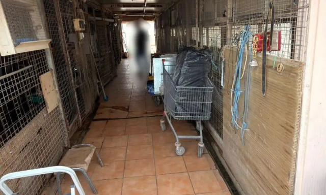 Κατσίκια, κότες και μποστάνι σε παράνομο μαντρί στον16ο όροφο κτηρίου στην Κηφισιίας