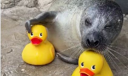 ΗΠΑ: Φώκια 32 ετών λατρεύει τα πλαστικά παπάκια και γίνεται viral